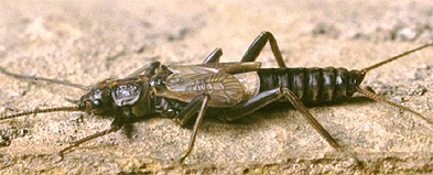 Diura bicaudata: Männchen mit brachypteren Flügeln (46 KB)
