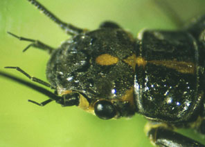 Perlodes microcephalus: Kopf eines Männchens (20 KB)
