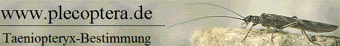Taeniopteryx-Bestimmung