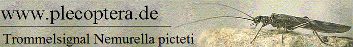 Trommelsignal Nemurella picteti